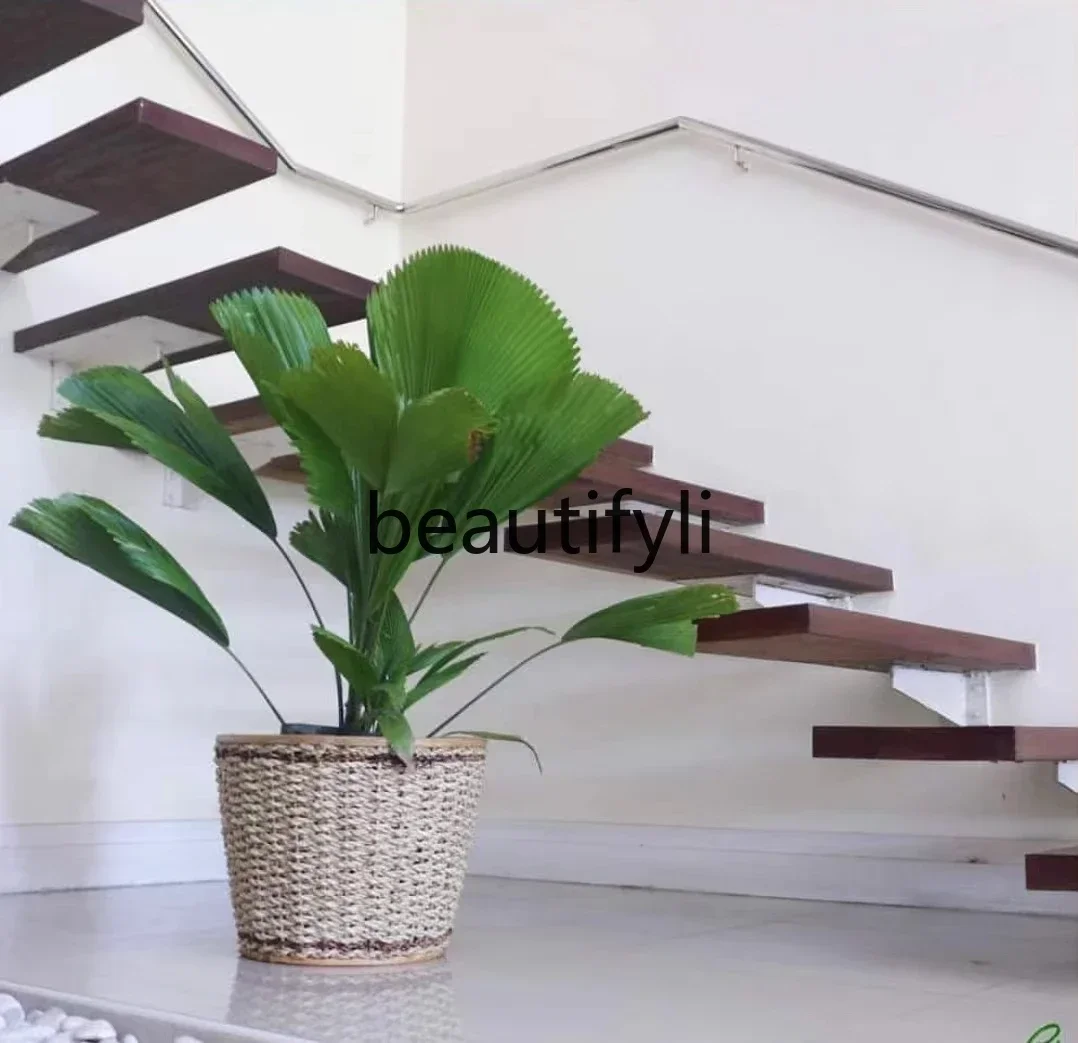 6239 Planta en Maceta Minimalista y Sencilla, Cactus de Hoja Redonda, Palmera para Interiores y Patios, Popular
