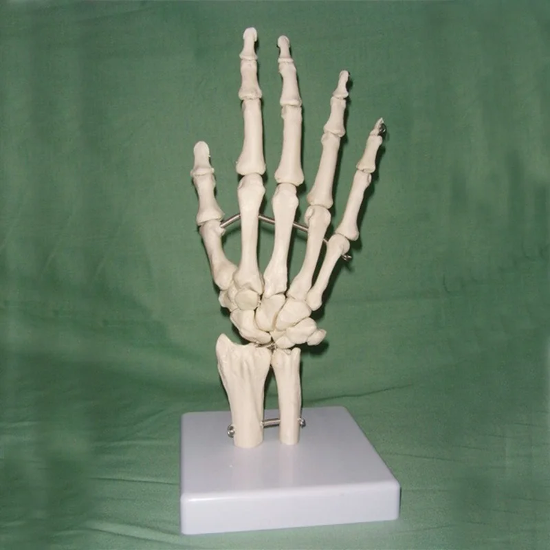 1:1 Life Size Human Hand Joint Model Hand Skeleton Bone Model Wrist Vola Palm Skeleton Model Medical Science Teaching Supplies