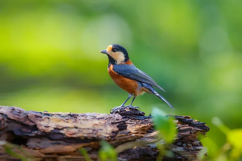 Connettore BETAFPV BT3.0 HX2.54 - Per caricabatterie da 8,4 V/8,7 V e tester di tensione V2, adatta batterie PH2.0/BT2.0 1S