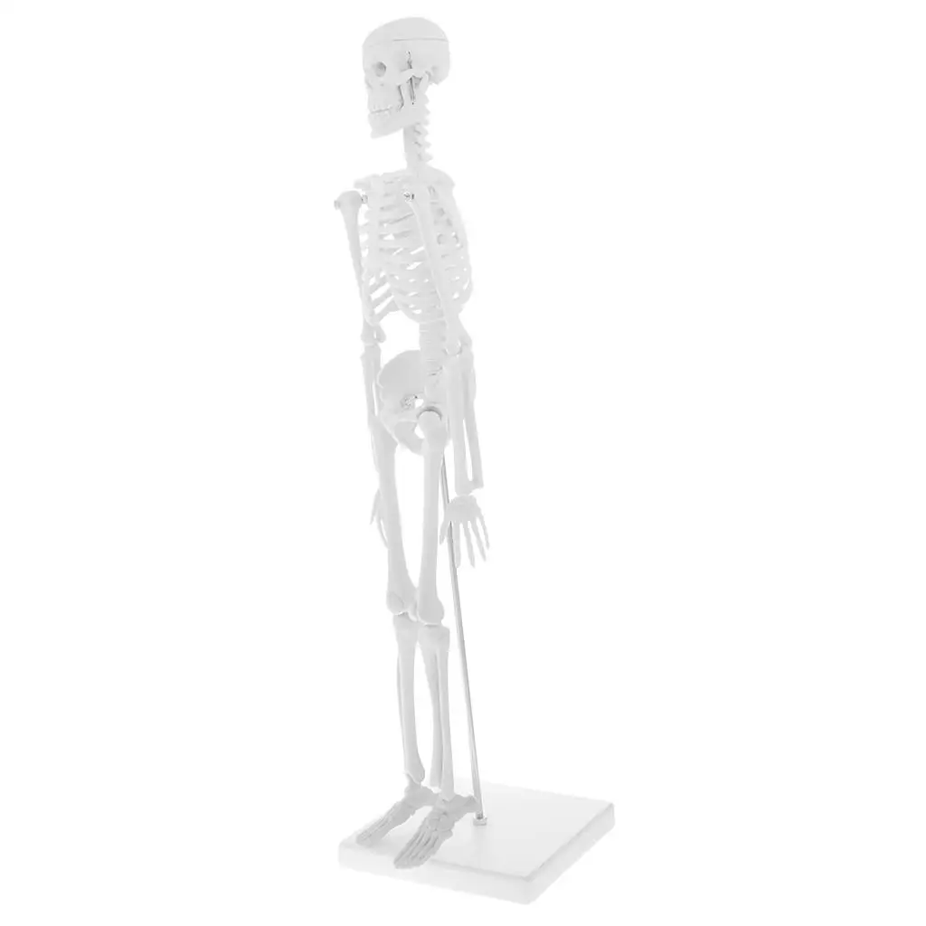 Mini Model with Metal Stand | 18 Inches with Removable and Legs | Lab Supplies