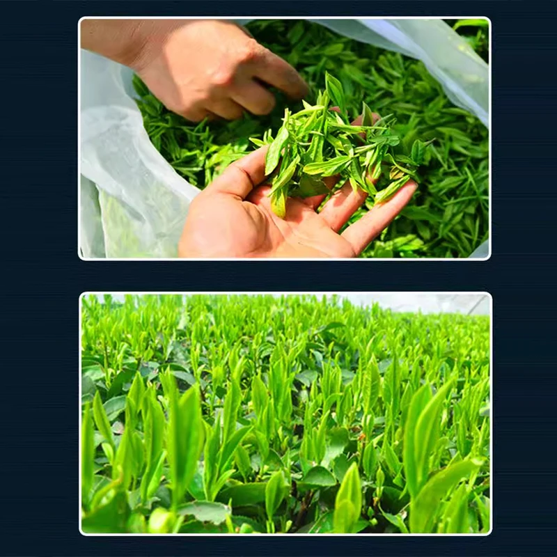 ناتف الشاي الكهربائي خفيف الوزن، قابل لإعادة الشحن، متعدد الوظائف، التقاط وجمع أوراق الشاي، الآلات الزراعية #4