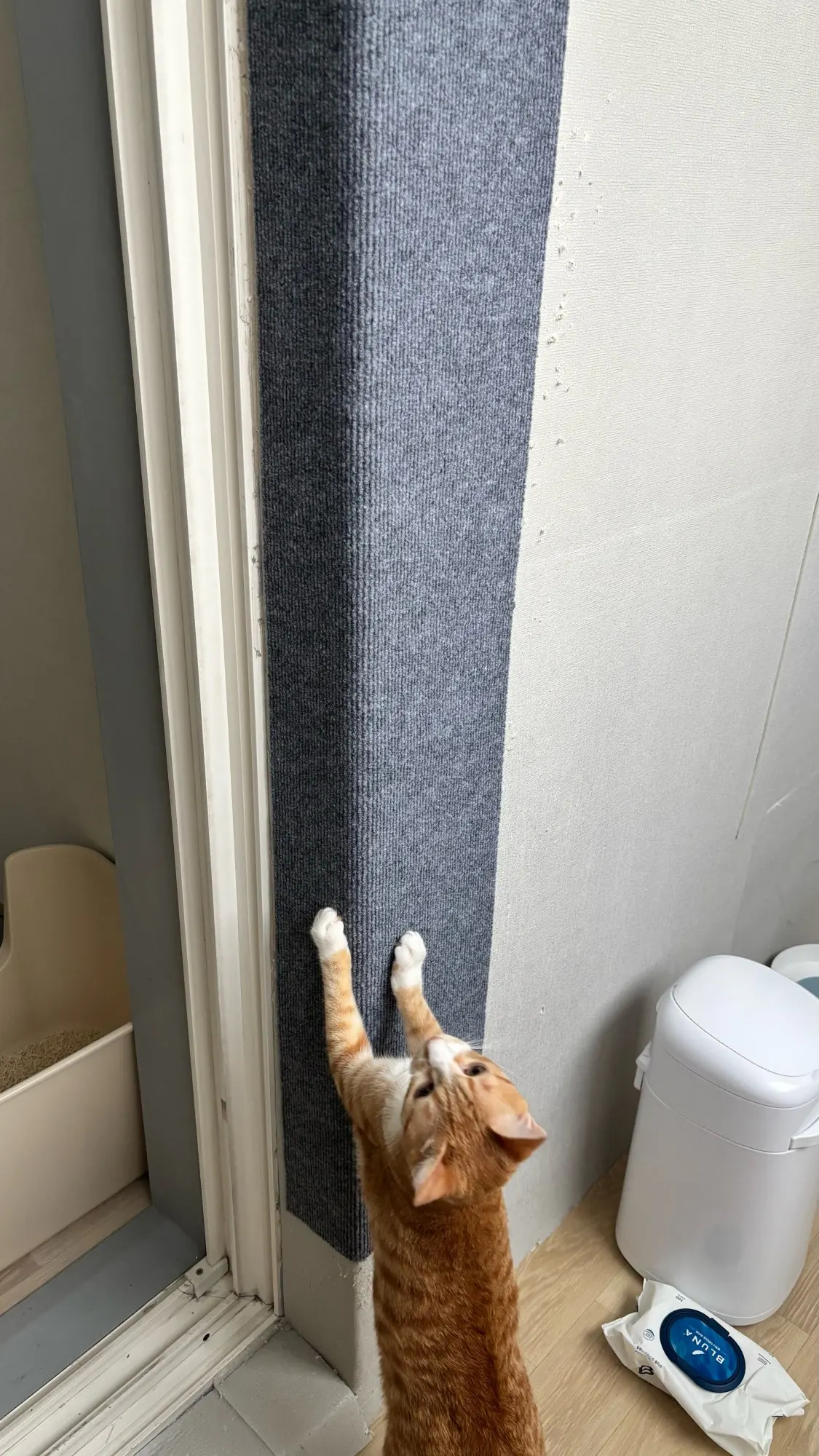 Customer review photo for Self-Adhesive Cat Scratch Furniture Protector