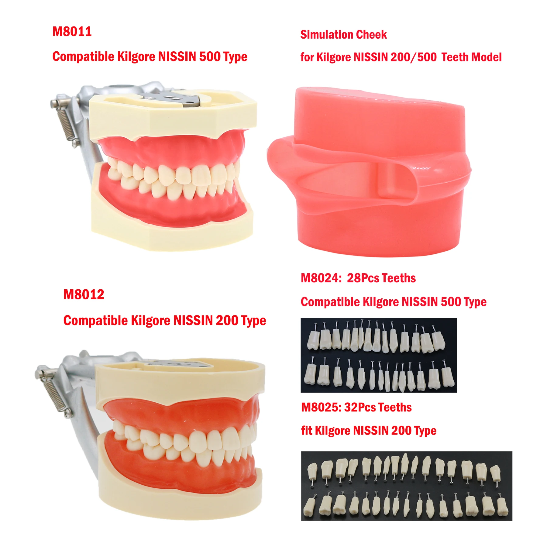 Dentystyczny Typodont Model zębów z wyjmowanymi zębami pasuje do Kilgore NISSIN 200/500 i Frasaco ANA-3/4 do nauczania stomatologii Demo