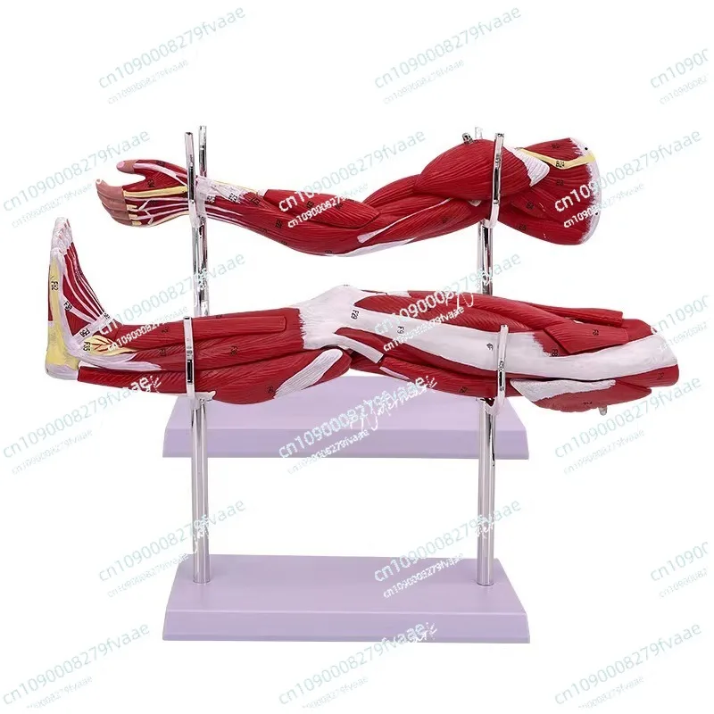 

Model of Human Muscle Structure of Small Upper Limbs Lower Limbs Leg Muscles Blood Vessels and Nerves