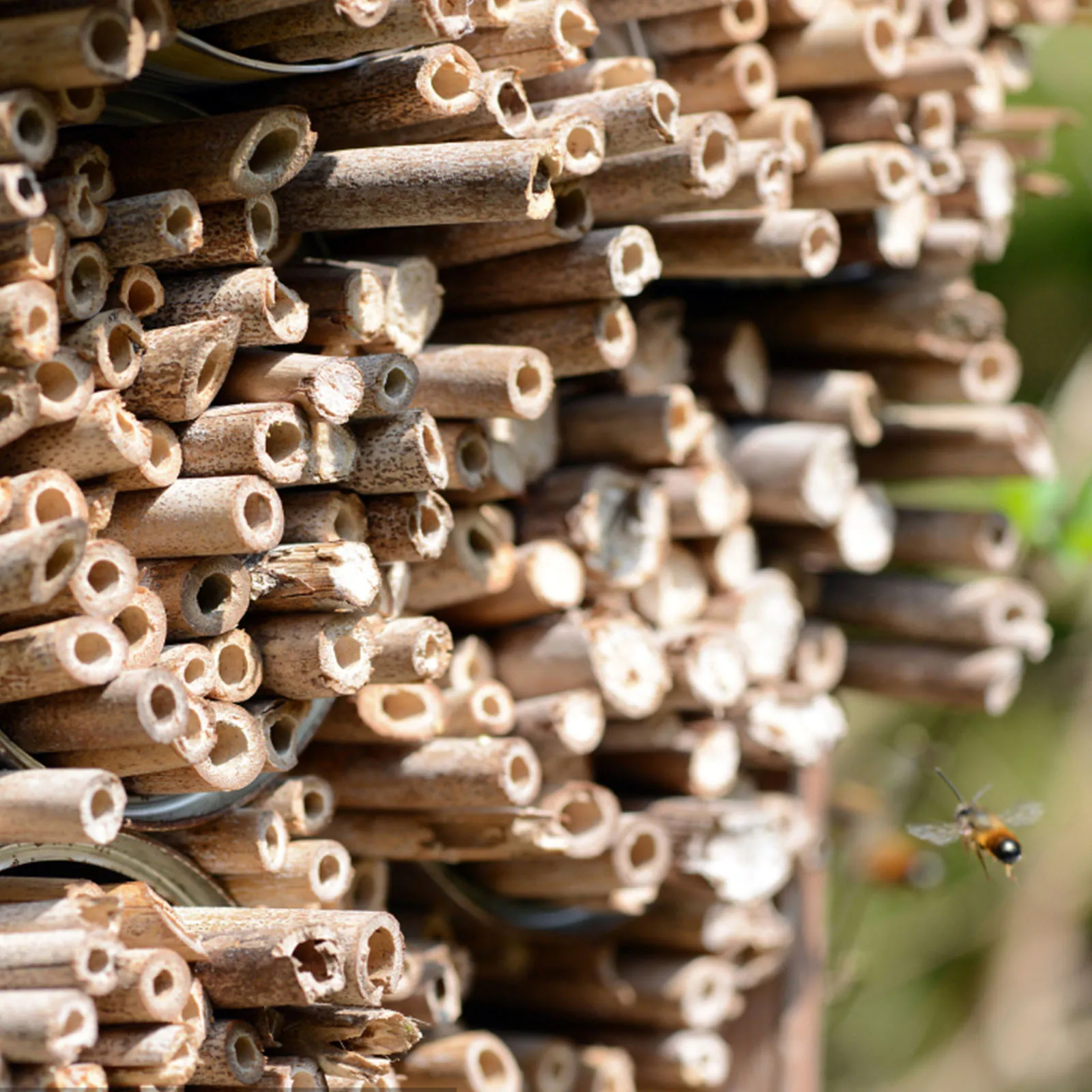 

100pcs Natural Reed Bee Tubes 15cm 0.6-0.8cm Diameter for Bee House DIY Pollination Breeding Nesting Stalk Replacement