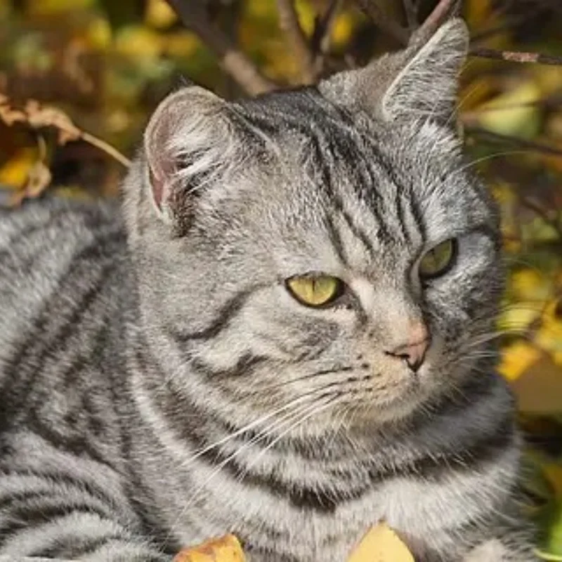 pneus/rodas/pneus para MJX Hyper Go 20208 MINI 1/20 R/C Carros/C peças de reposição