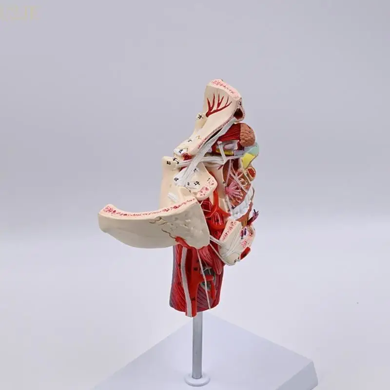 แบบจำลองทางกายวิภาคของมนุษย์ U2JE