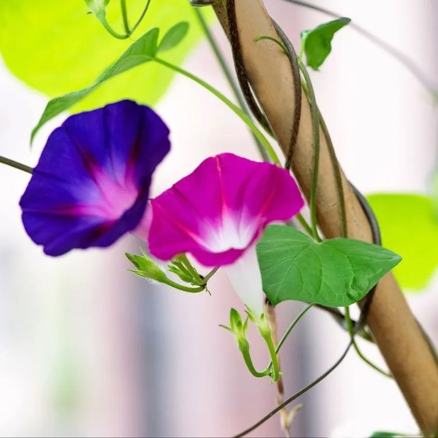 20 قطعة 5FT نبات الخيزران الطبيعي تسلق حصص يساعد على نمو النباتات وتجميل مساحةك