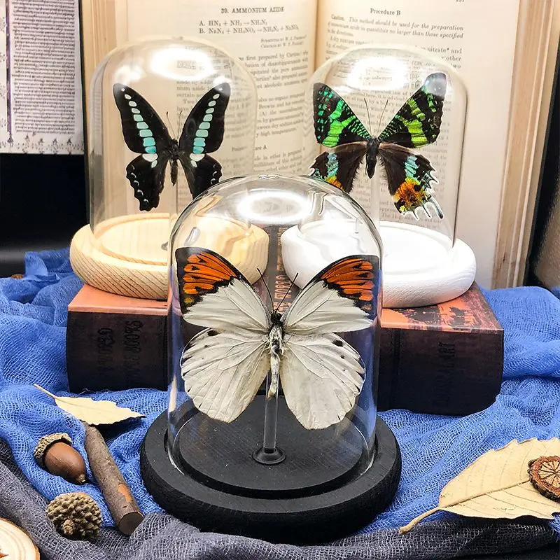 Real butterfly specimen handicraft ornaments birthday gift glass cover dust cover decorative figurines desk decoration home