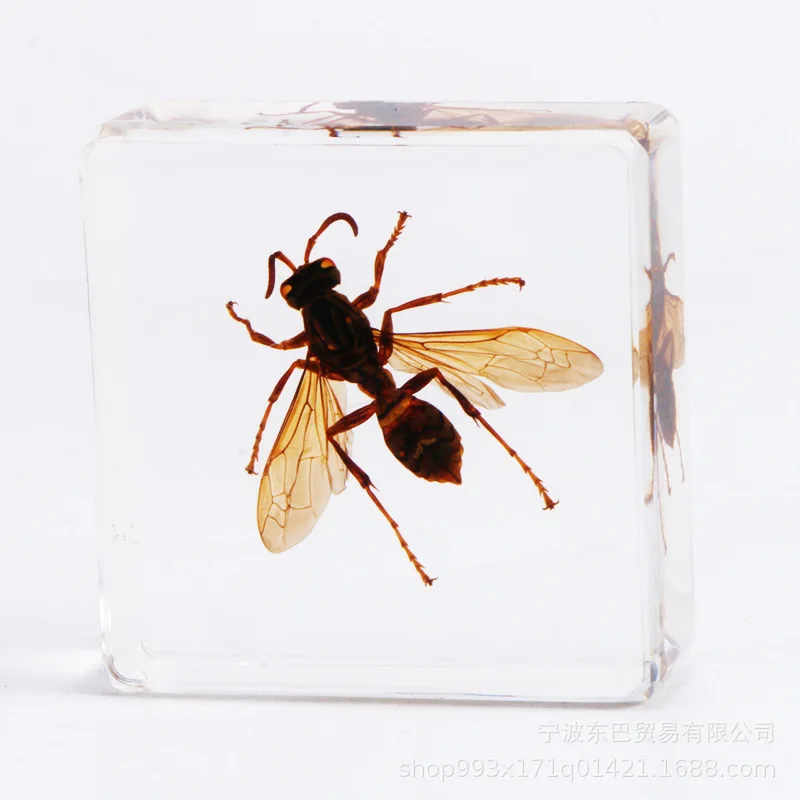 Real insect specimens resin epoxy animal amber spider butterfly scorpion crafts children's research ornaments