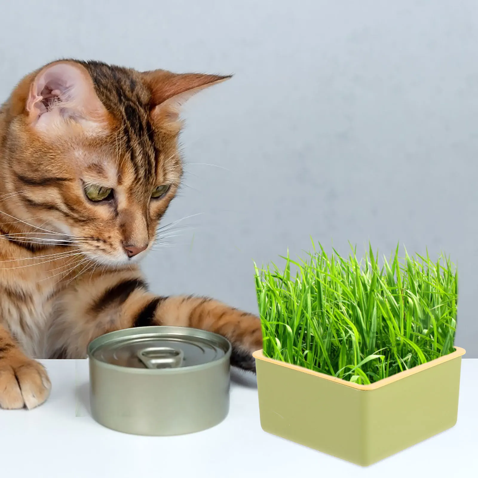 Macetero de hierba para gatos, caja hidropónica verde pequeña, semillas sin suelo, maceta para vivero, suministros para mascotas para interiores y exteriores, hierba gatera