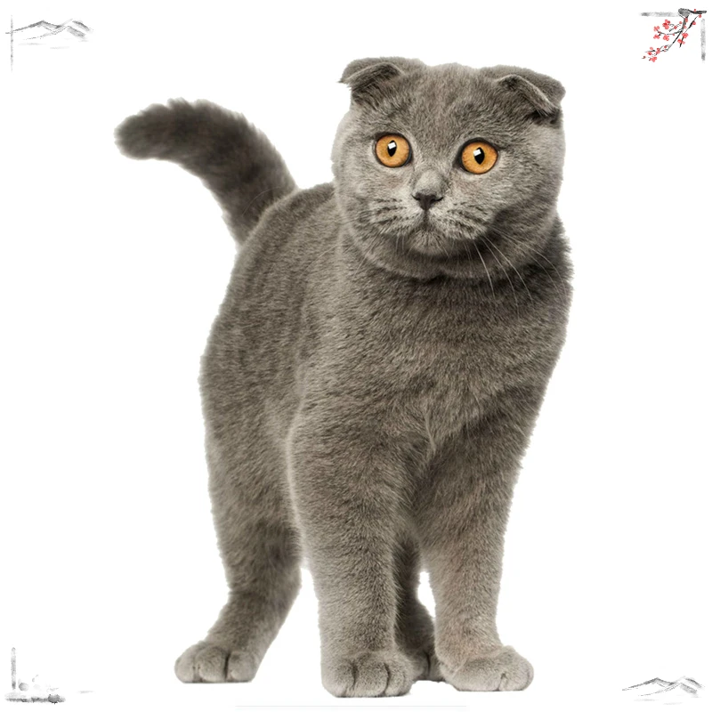 1 piece Scottish Fold Cat Car Sticker Personalized Decal Laptop Truck Motorcycle Auto Accessories Decoration PVC,15cm*11cm,PVC