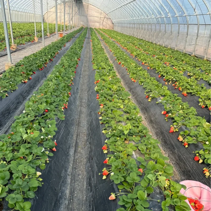تخصيص الدفيئة الزراعية واحدة بولي نفق الدفيئة الإطار المعدني الخضار فيلم بلاستيكي تنمو خيمة الطماطم متعددة الإضاءة الخضراء