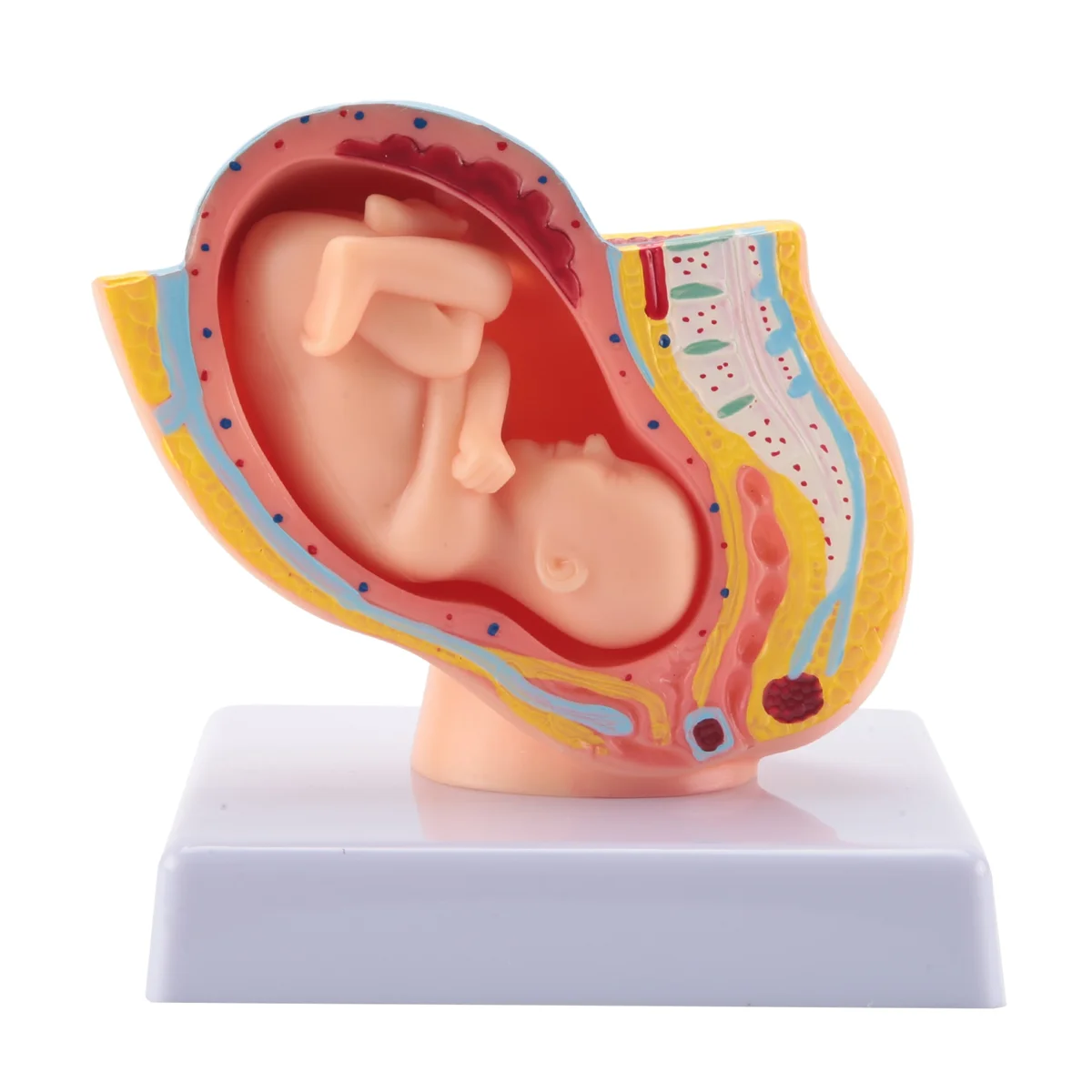 Human Pregnancy Fetal Development 9Th Month Embryonic Pelvic Model Fetus Foetus Pregnancy Anatomy of the Placenta Model