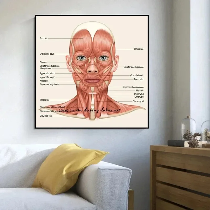 Classic Abstract Wall Art Anatomy Neck Muscles, HD Canvas Print Poster, Medical Education, Teachers, Office Decoration