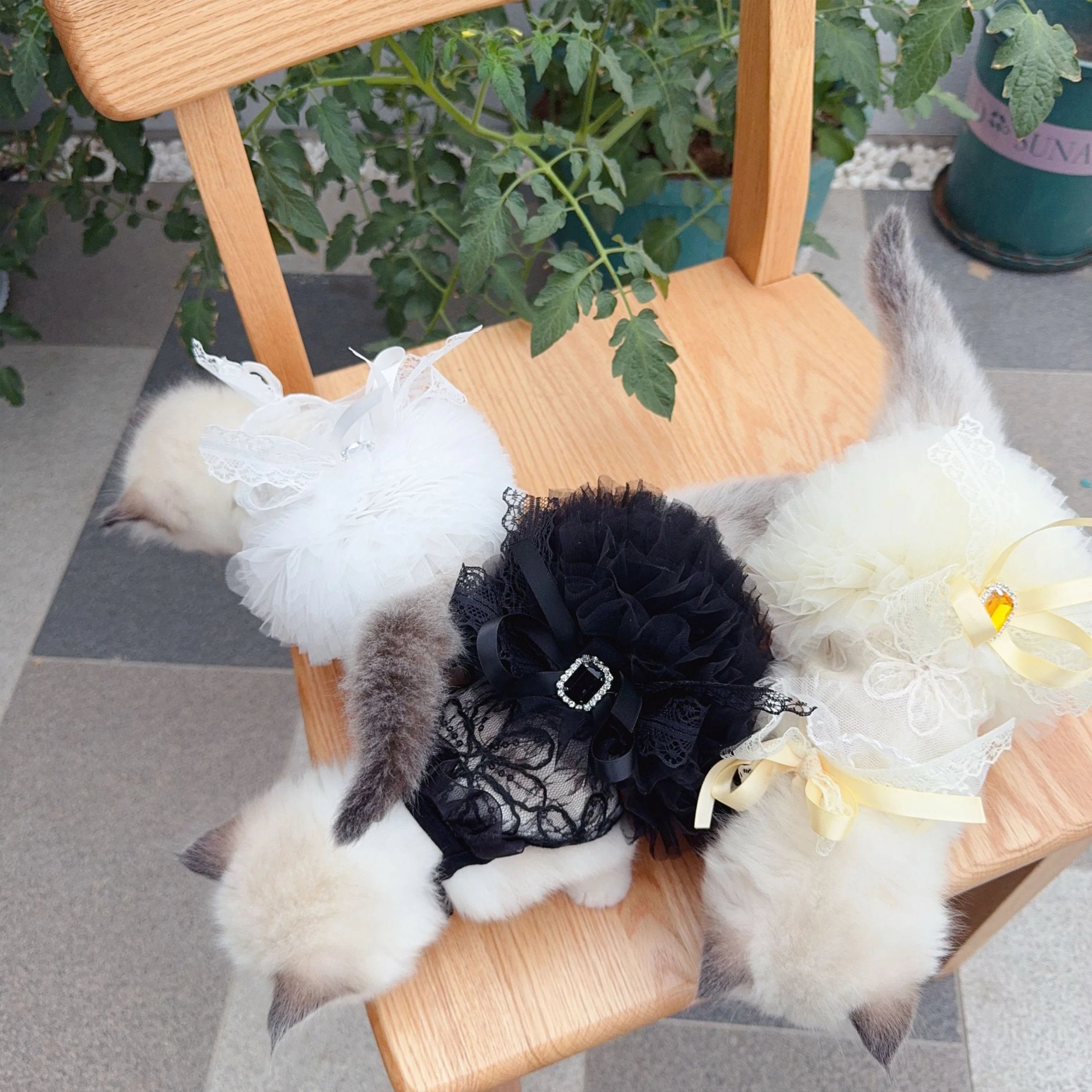

Summer Lace Pet Wedding Dress Hollow Black White - Chiffon Sleeveless Bridal Gown for Cats Puppy Photography Home Apparel