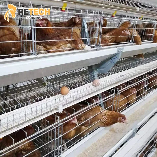 Semi Automatic Laying Hens Cage System Chicken Equipment  for poultry farm