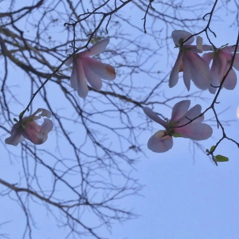 

GEPRC EM4218 350KV Brushless Motor 60-80A - High-Strength M6 Steel Shaft 13-15 Inch for Long-Range FPV RC Racing Models