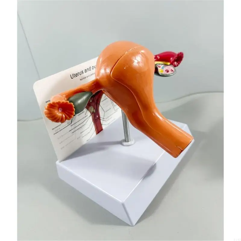Reproductive Anatomy Teaching Aid with a Removable Section for Viewing Modeled Interior Areas During Classroom Lessons and F19E