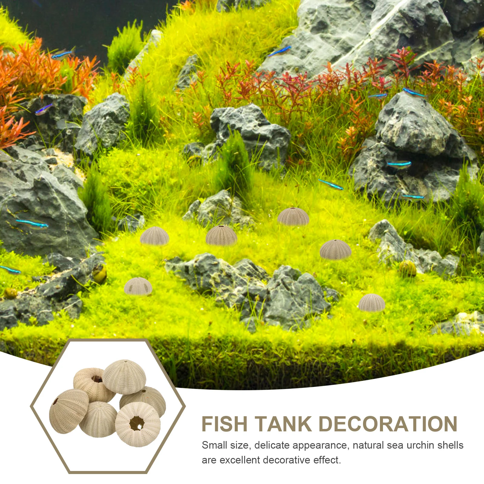 

6Pcs Sea Urchin Shells Natural Material Small Size Unique Shape Home Decor Fish Tank Craft Natural Sea Urchins