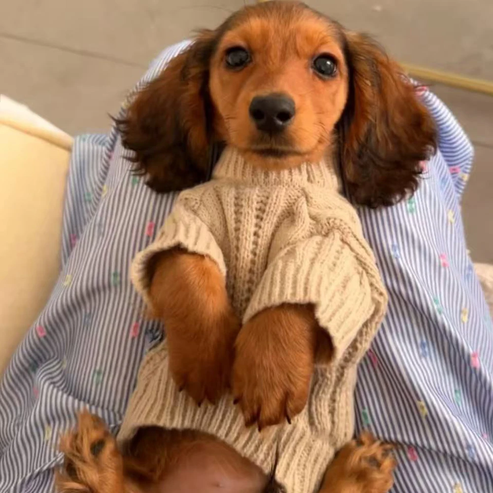 Suéter de invierno de cuello alto para perros pequeños Wiener, abrigo cálido de otoño para perros de tejón, ropa de descanso gruesa para perros pequeños Dachshund