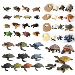 Reptiles de criaturas marinas oceánicas realistas, modelos de tortuga de ciclo de crecimiento, estatuilla, juguete educativo, adornos para pasteles, regalo para niños