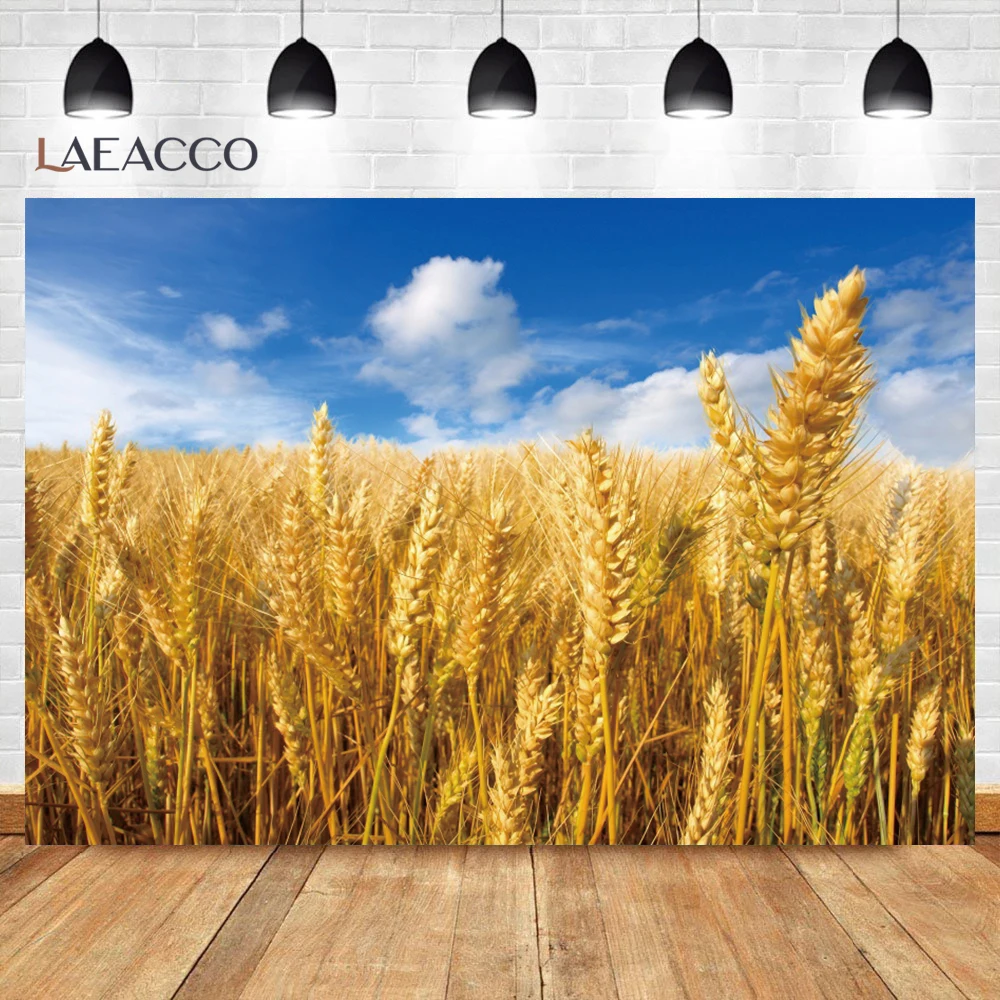 Rural Wheat Fields Background Blue Sky Autumn Ripe Wheat Ears Golden Field Child Portrait Photography Backdrop for Photo Studio