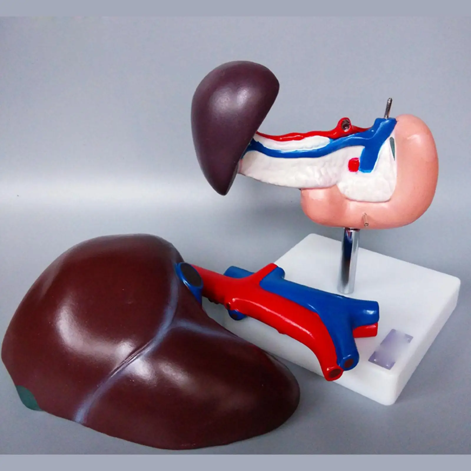 

PVC Human Liver Pancreas and Duodenum Anatomical Model Medical Anatomy Life Size