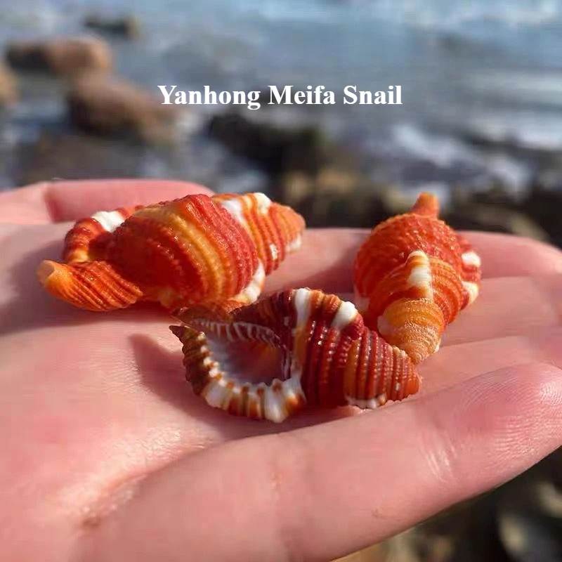 Yanhong Meifa Snail Natural Conch Shell Rare Collection Specimen Conch Fish Tank Home Decoration