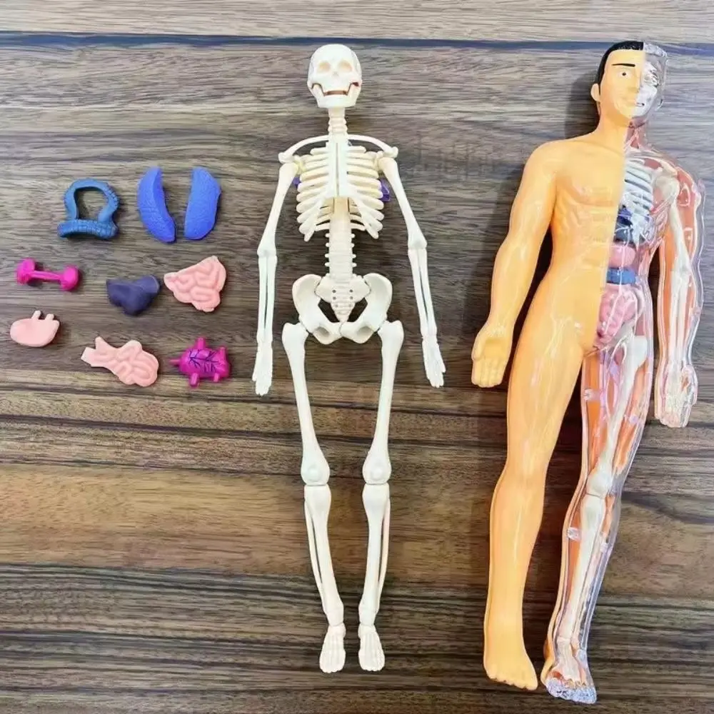 Dos tipos de modelo de anatomía del cuerpo humano 3D, juguete de esqueleto DIY de plástico para niños, ayuda para el aprendizaje temprano de ciencia, juguetes educativos nuevos