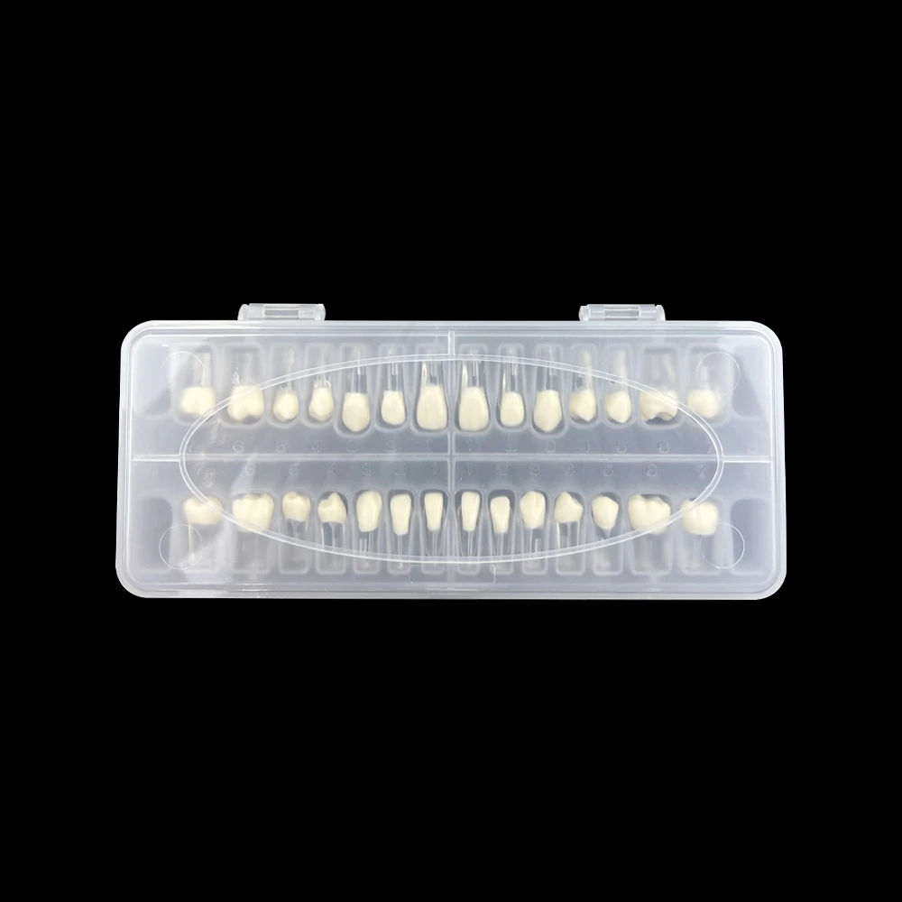 28pcs/set Dental Endodontic Model Full Mouth Tooth Pulp Cavity Study Model Root Canal Block Training Practice Demonstration Tool