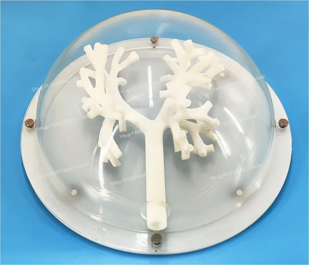 Bronchoscopy Training Model Trachea & Bronchus with 5-Level Branches Rigid Material Medical Teaching