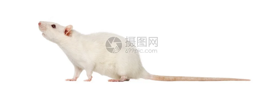 

4PCS Metal Motor Mount Washers Shims 7759 7759R for Trxs 1/5 X-MAXX 6S 8S 1/6 XRT 8S RC Car Upgrade Parts Accessories