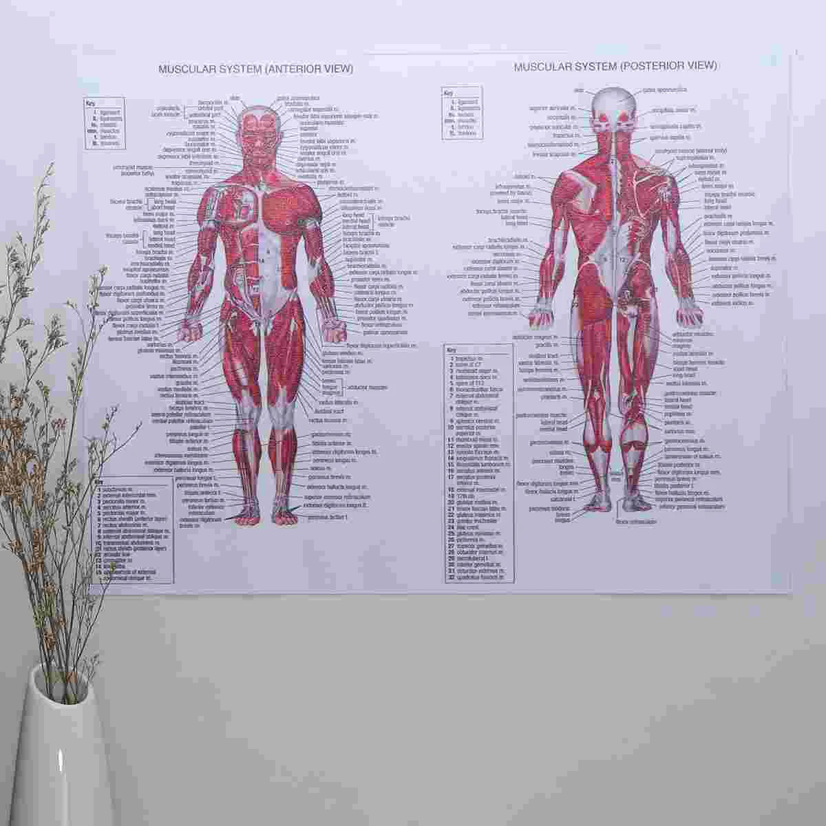 Human Muscular System Silk Poster Anatomical Hanging Picture Room Decoration for Home School Hospital Restaurant (44x33cm)