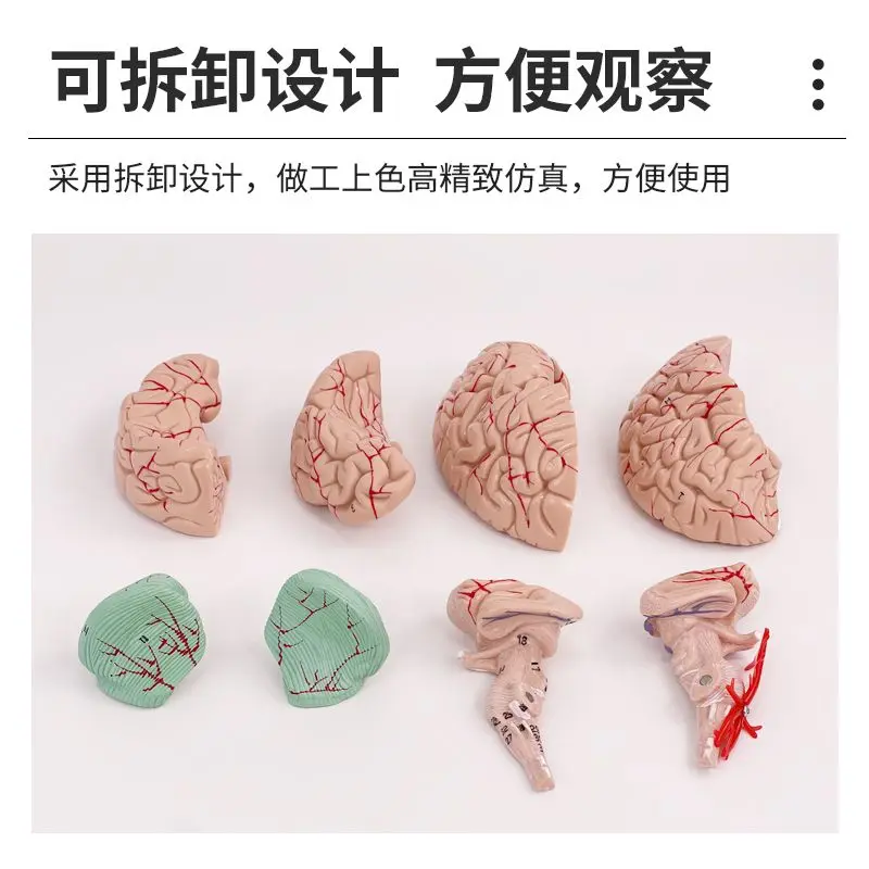 1:1 نموذج التقسيم الوظيفي للدماغ طب الدماغ، قسم قشر الدماغ المحاكاة للتدريس الطبي #3