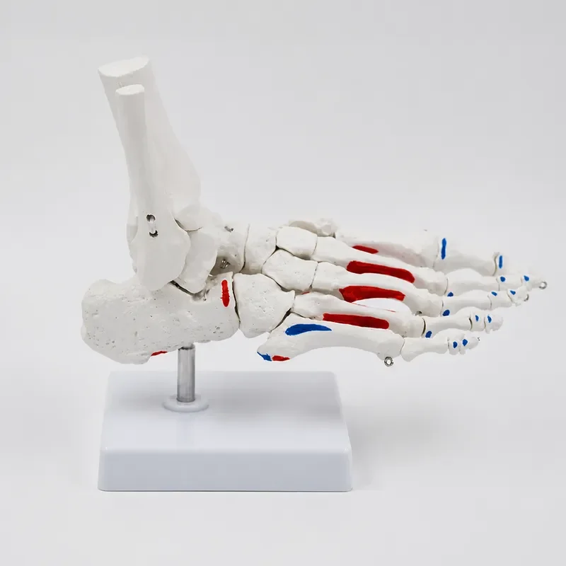 Life Size Human Foot and Ankle Skeleton Model with Shank Bone Anatomical Joints for Medical Study Learning Tool