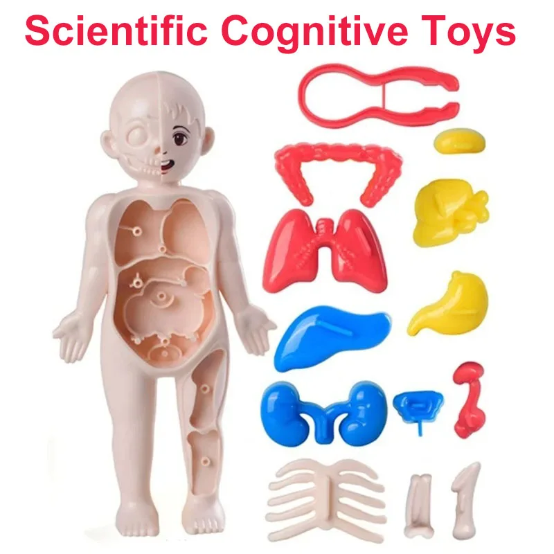 Diy Kid Montessori 3d Puzzel Menselijk Lichaam Anatomie Model Educatief Leerorgaan Geassembleerd Speelgoedlichaam Leermiddel Voor Kinderen