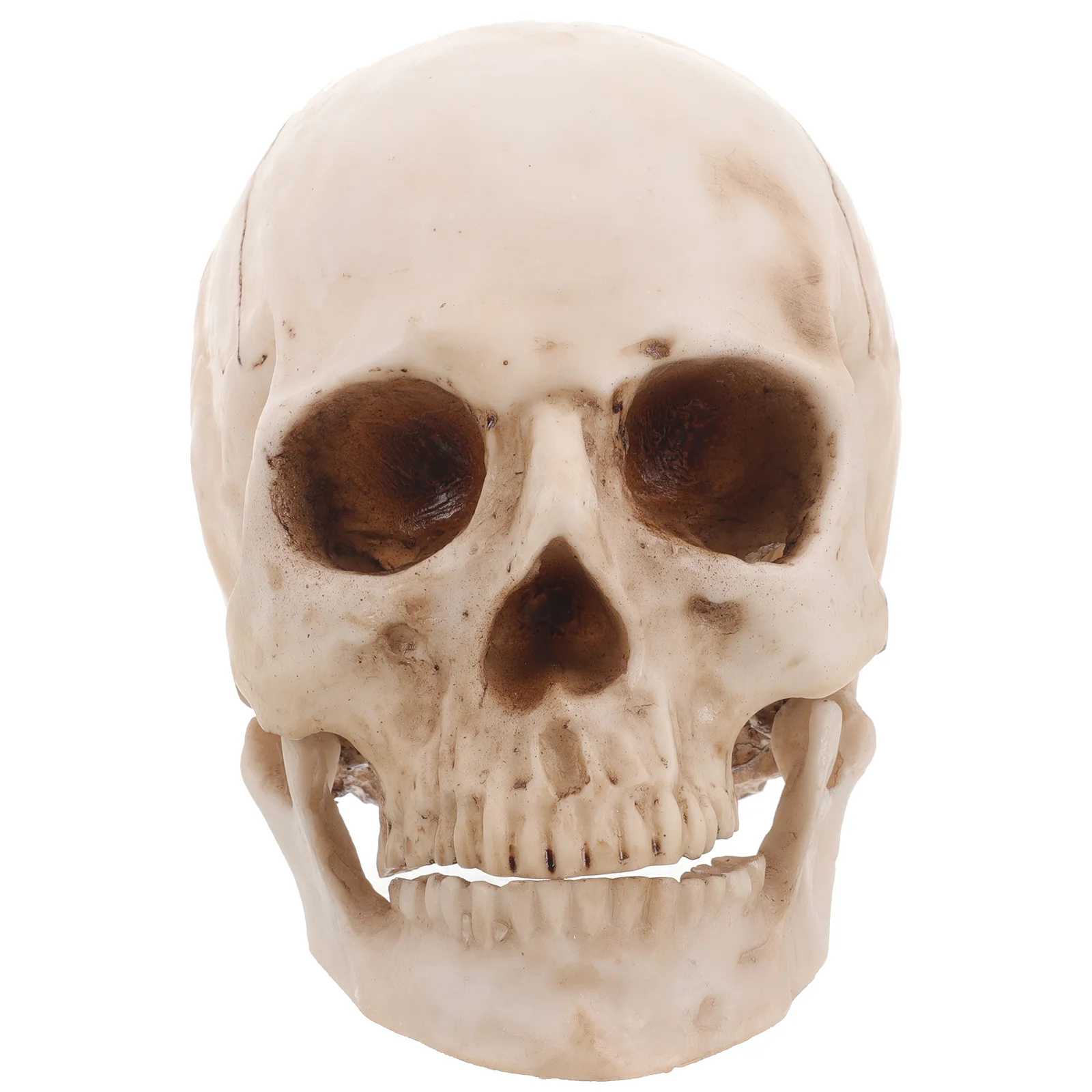 Halloween Decoration Resin Human Skull Model for Medical Replica White