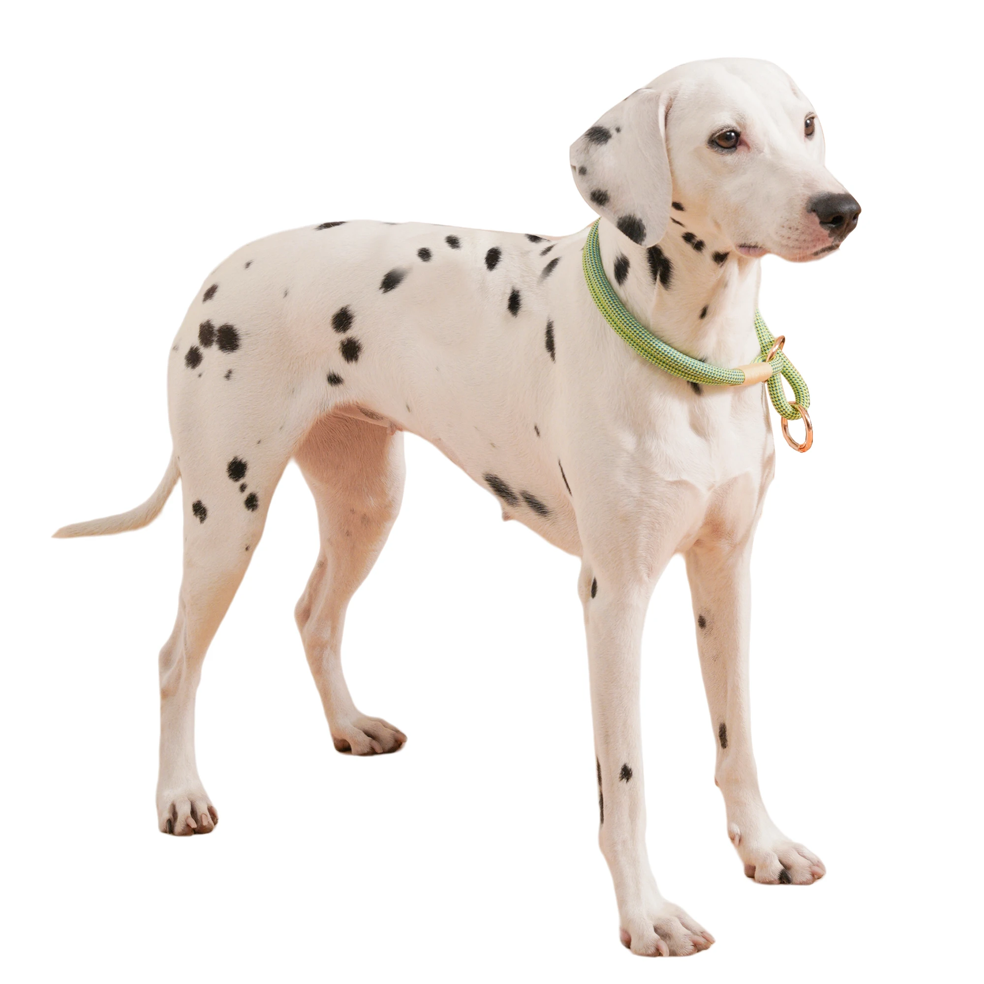 Slip-Nylon-Halsband- und Leinen-Sets, Haustier-Halsring, verstellbares Seil für kleine, mittelgroße und große, einfach zu handhabende Outdoor-Walking-Hunde, 4 Größen – Detail 5
