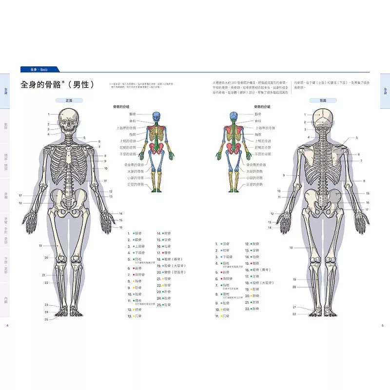 Basic Textbook of Art Anatomy Written By Kota Kato Artistic Anatomy and Art Drawing Reference Book Traditional Chinese