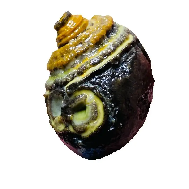 

Natural Gobi Desert Agate Stones Healing Crystal for Witchcraft Divination Reiki Healing Home Decor