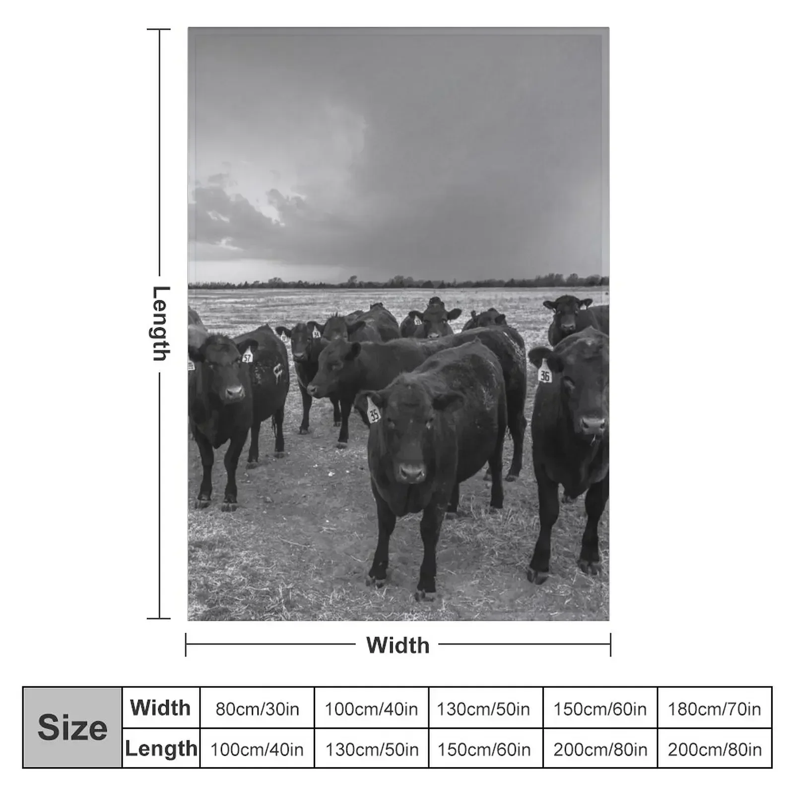 Hanging Out - Angus Cows Gather as Storm Brews in Kansas Throw Blanket Luxury Throw Cute Plaid warm winter Luxury Brand Blankets