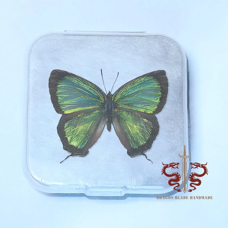 Butterfly specimen Chrysozephyrus esakii, 1pc wings spread A1/A- high quality, Decorative Display Collection Gifts view 2