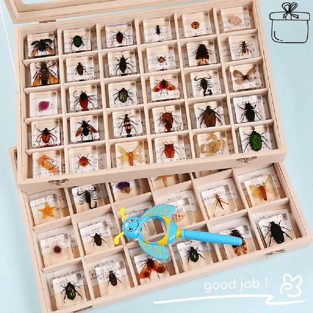 Real Insect Specimen Resin Scarab Spider Beetle Specimen Flower Marine Plant Teaching Kids Christmas Gift Box Room Home Decor