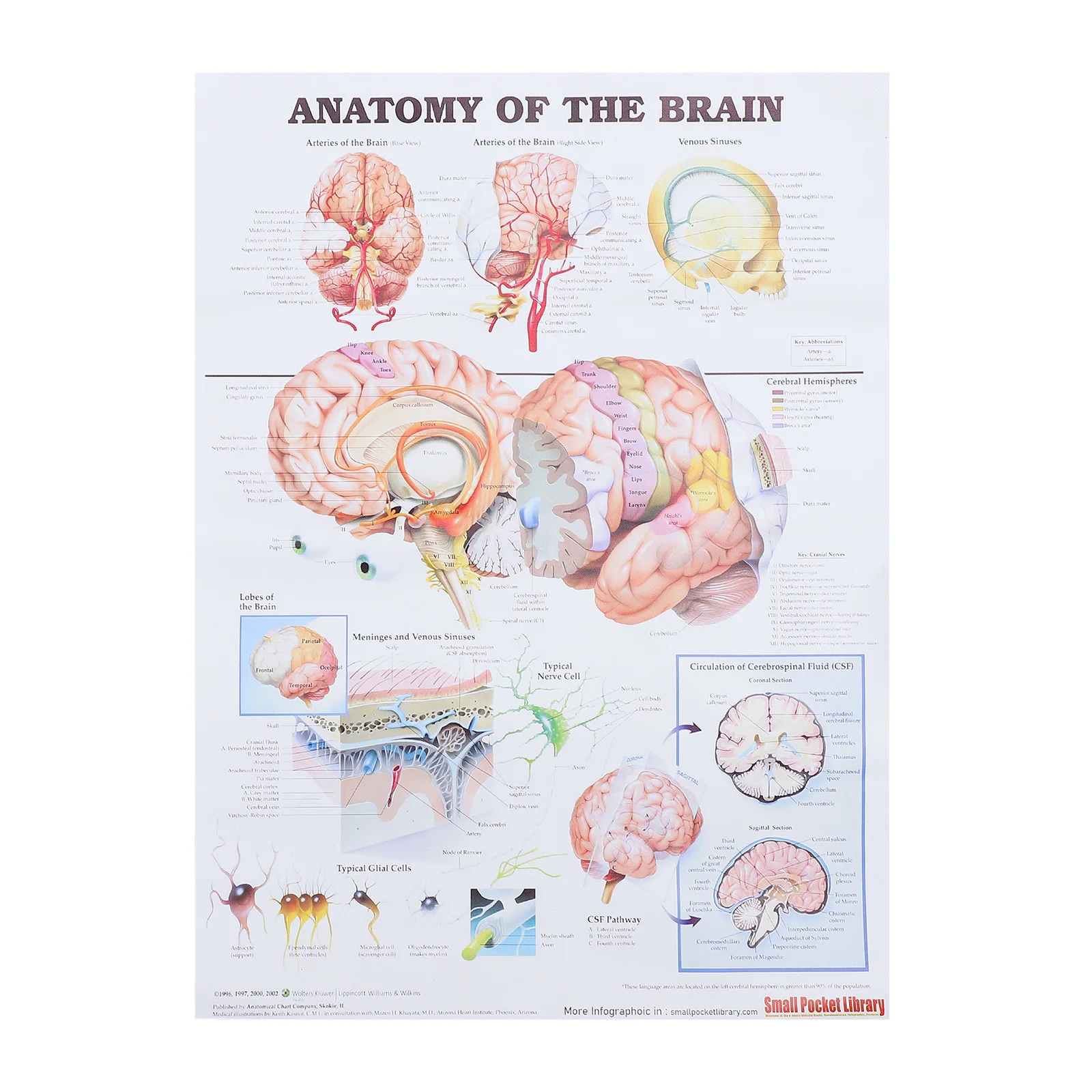

High-Grade Printed Human Brain Anatomy Poster Chart for Classroom Laboratory Hospital Education Anatomical Poster