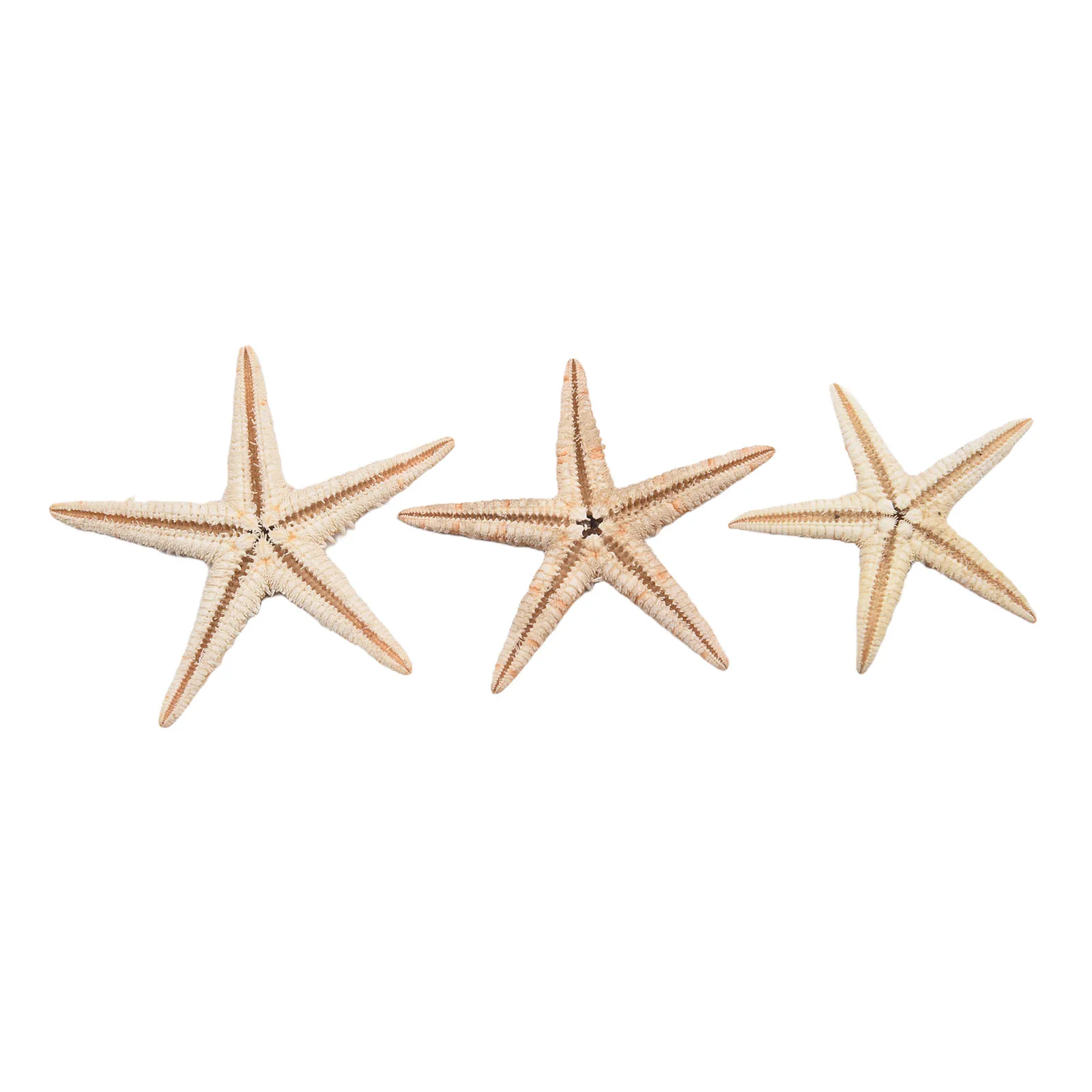 Craft Project Fish Tank Natural Starfish Natural Starfish Box Decoration Starfish Fish Tank Multi Home Decoration Usage Options