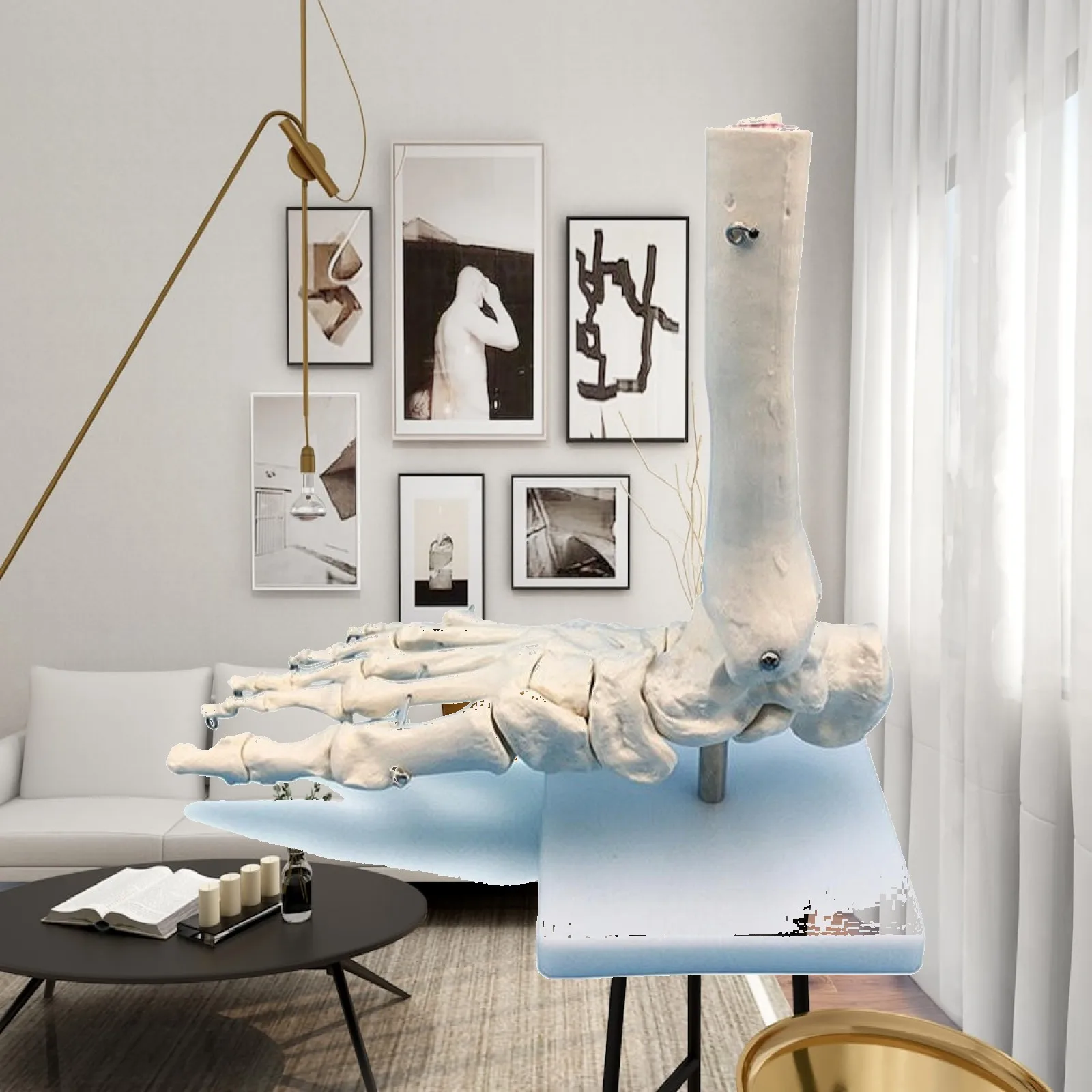 Foot and Ankle Anatomy Model Desktop Human Foot and Ankle Model Realistic