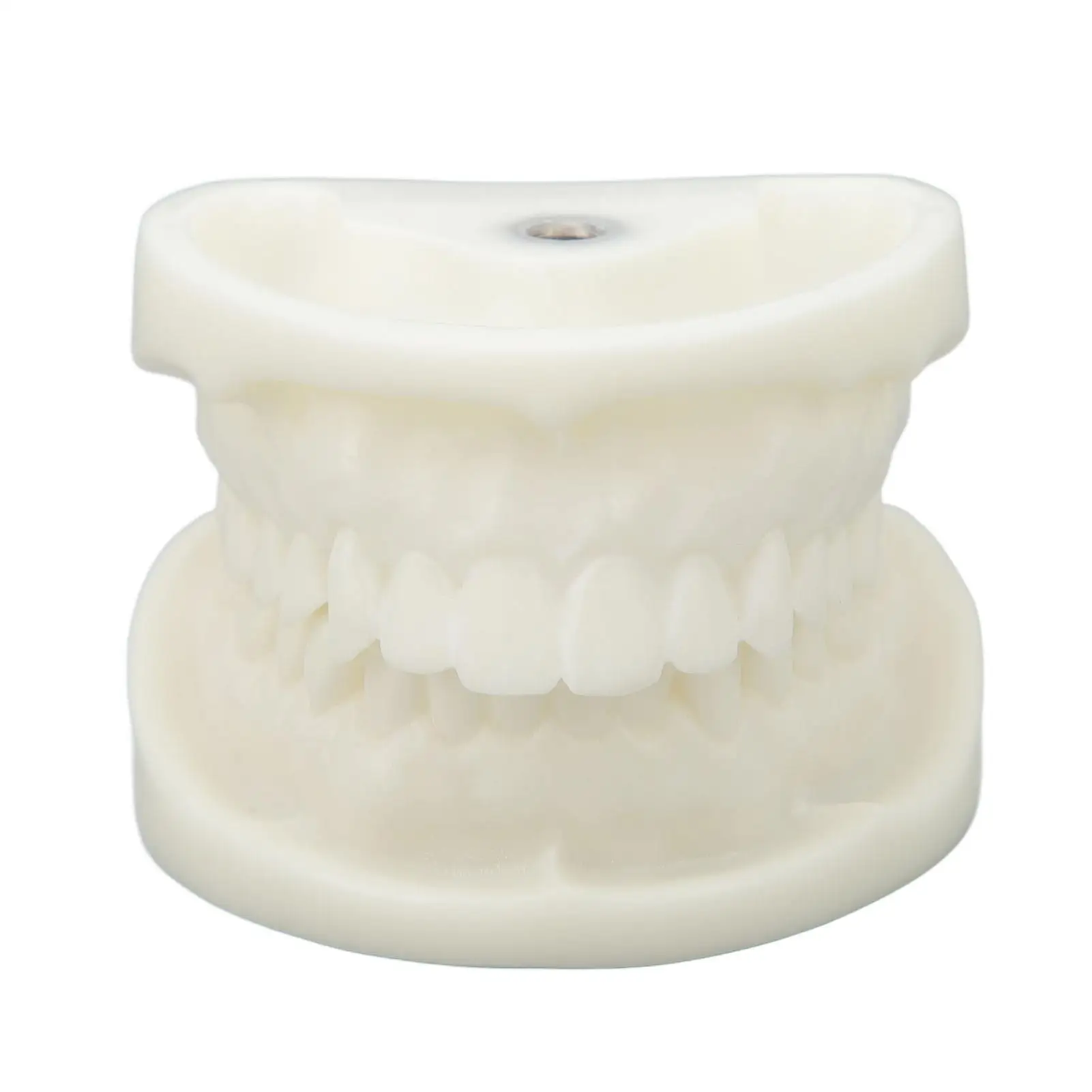 

Corrosion Resistant White Tooth Model for laboratory Education Corundum Tooth Model for Teaching Purposes