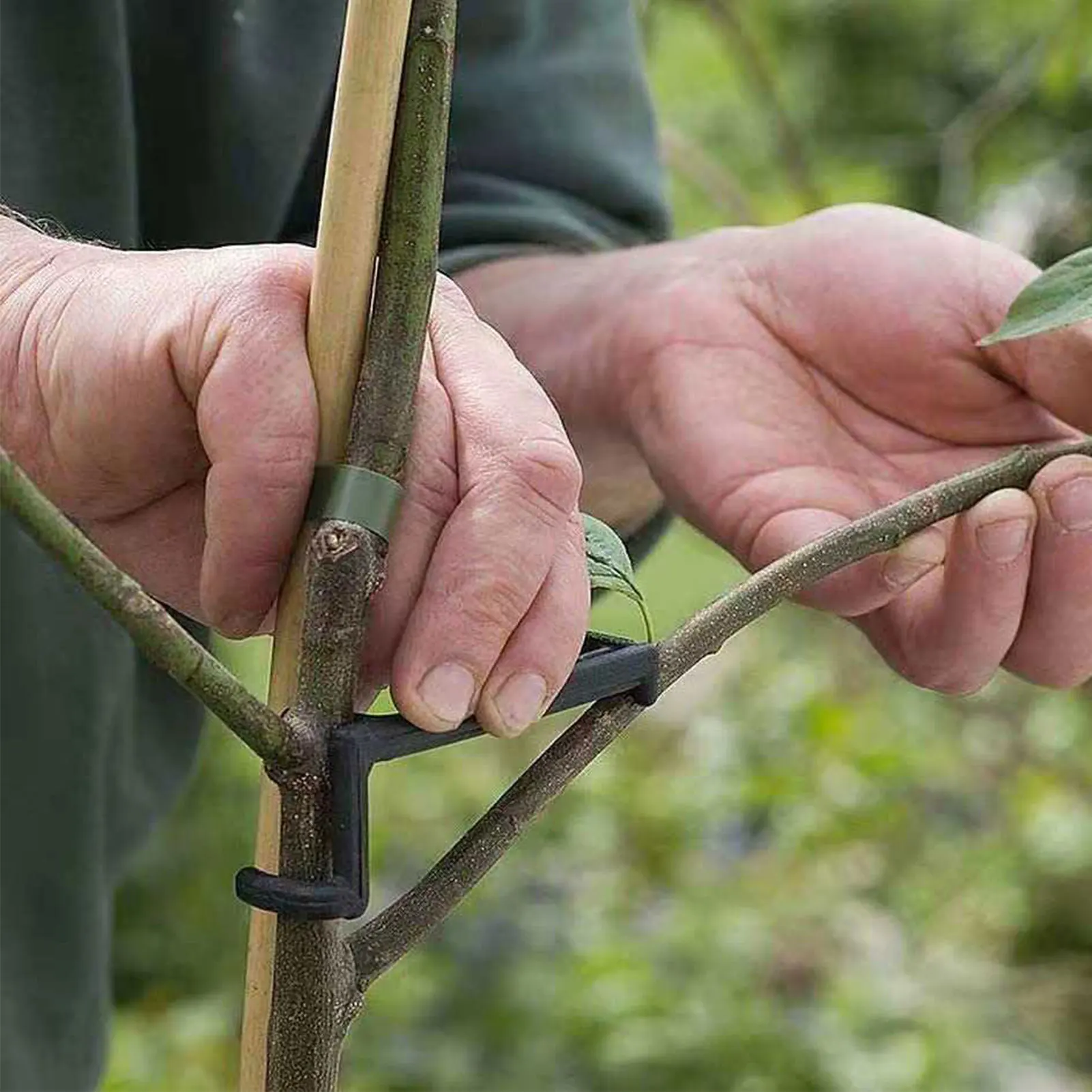 Separador de ramas para árboles frutales: Ayuda al crecimiento del árbol desde el tronco central para apoyar las ramas del árbol frutal