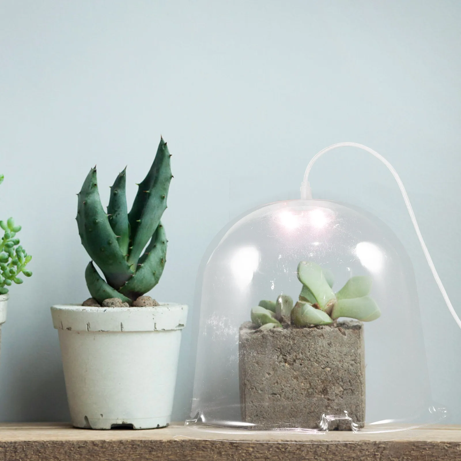 

Plant Protective With Light Reusable Humidity Dome Transparent Garden Cloche Outdoor Greenhouse Frost Guard Durable Plastic